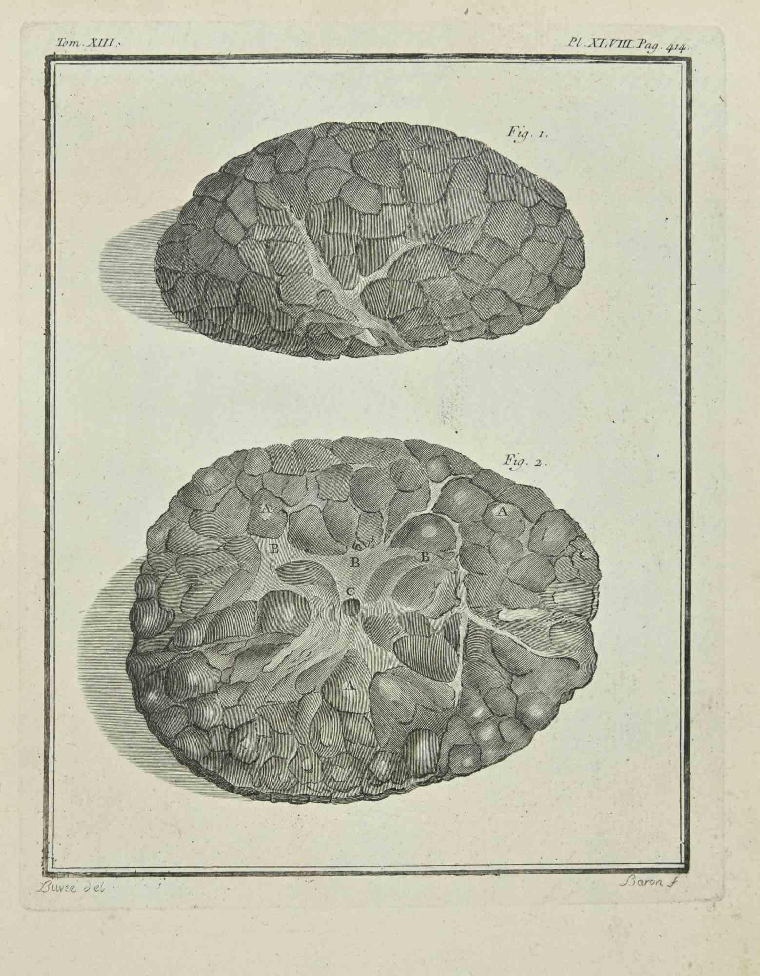 Animals' Brain is an etching realized in 1771 by Bernard Baron.

Signed in plate.

The artwork Belongs to the suite "Histoire naturelle, générale et particulière avec la description du Cabinet du Roi". Paris: Imprimerie Royale, 1749-1771. 

 