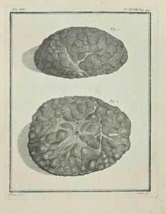 Brain d'animaux - eau-forte de Bernard Baron - 1771