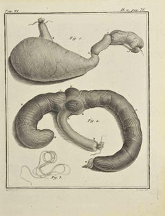 Institutiones Chirurgicae - Etching by Bernard Baron - 1771
