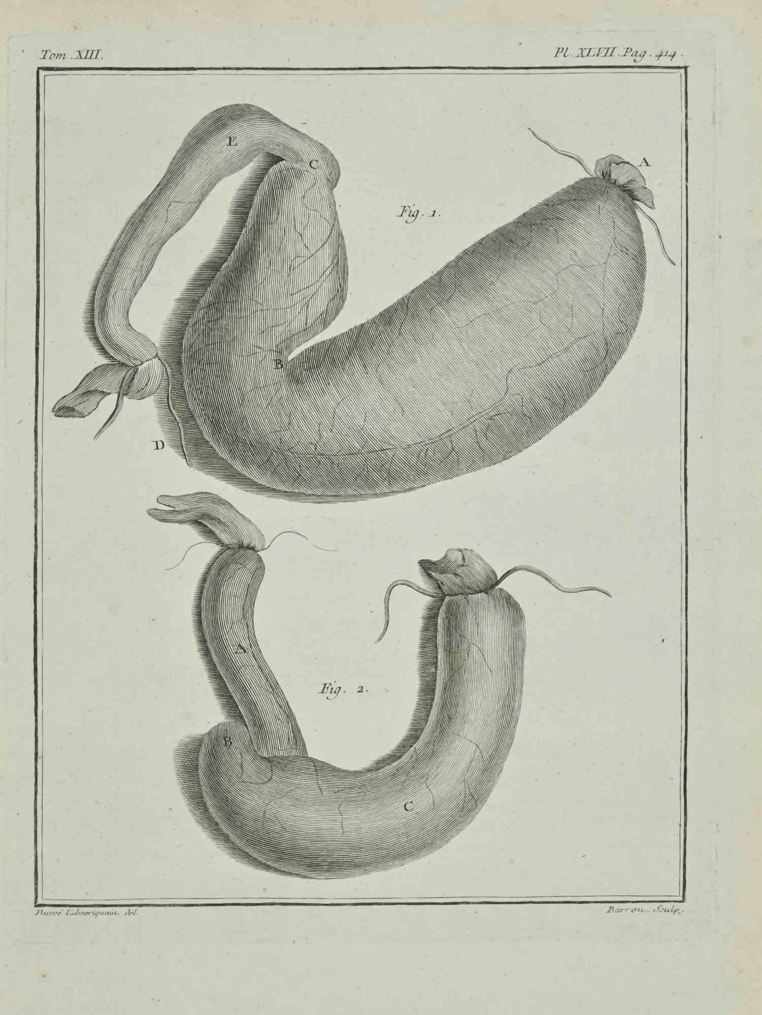 Interior de animales es un aguafuerte realizado en 1771 por Bernard Baron.

Firmado en la plancha.

La obra Pertenece a la suite "Histoire naturelle, générale et particulière avec la description du Cabinet du Roi". París: Imprimerie Royale,