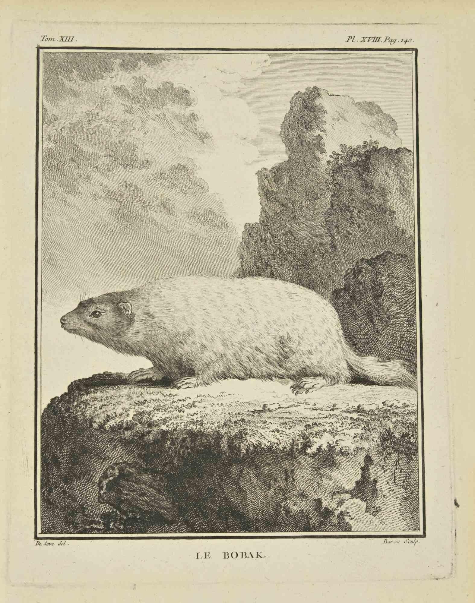 Le Bobak ist eine Radierung aus dem Jahr 1771 von Bernard Baron.

In der Platte signiert.

Das Kunstwerk gehört zu der Suite "Histoire naturelle, générale et particulière avec la description du Cabinet du Roi". Paris: Imprimerie Royale, 1749-1771.