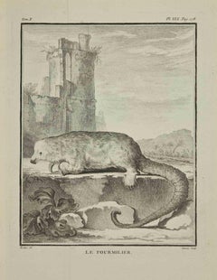 Le Fourmilier - Gravure de Bernard Baron - 1771
