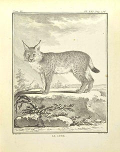 Le Lynx - Gravure de Bernard Baron - 1771