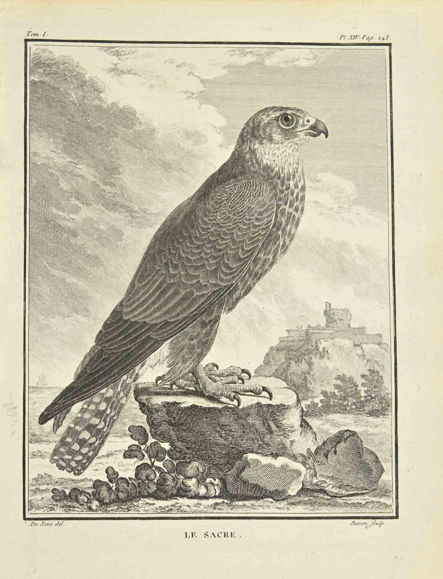 Le Sacre is an etching realized in 1771 by Bernard Baron.

Signed in plate.

The artwork Belongs to the suite "Histoire naturelle, générale et particulière avec la description du Cabinet du Roi". Paris: Imprimerie Royale, 1749-1771. 

 