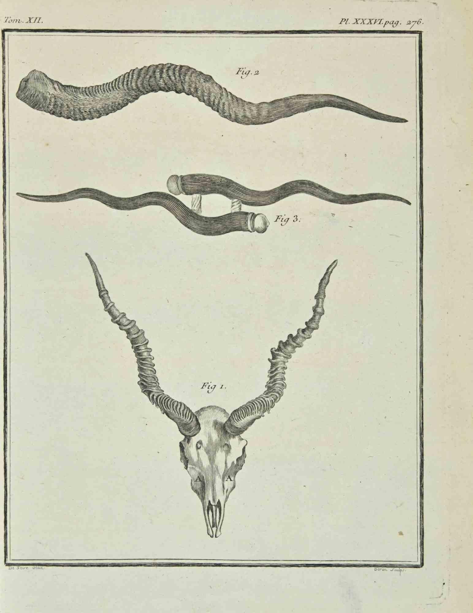 Skeletons is an etching realized in 1771 by Baron.

 Signed in plate.

The artwork Belongs to the suite "Histoire naturelle, générale et particulière avec la description du Cabinet du Roi". Paris: Imprimerie Royale, 1749-1771. 

 