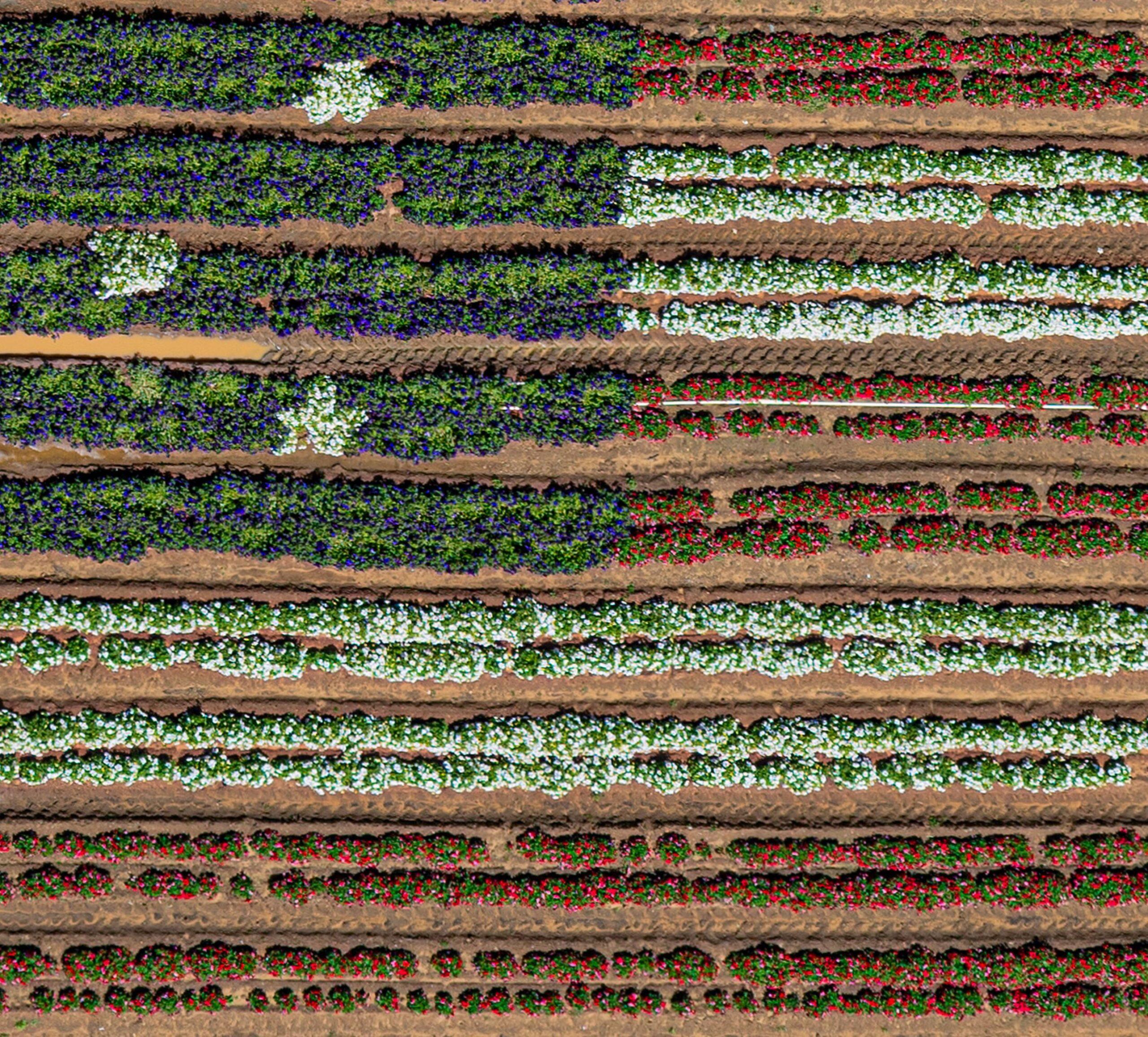 Luftaufnahmen, Kalifornien Pflanzgefäße 022 von Bernhard Lang - Luftaufnahmen im Angebot 5