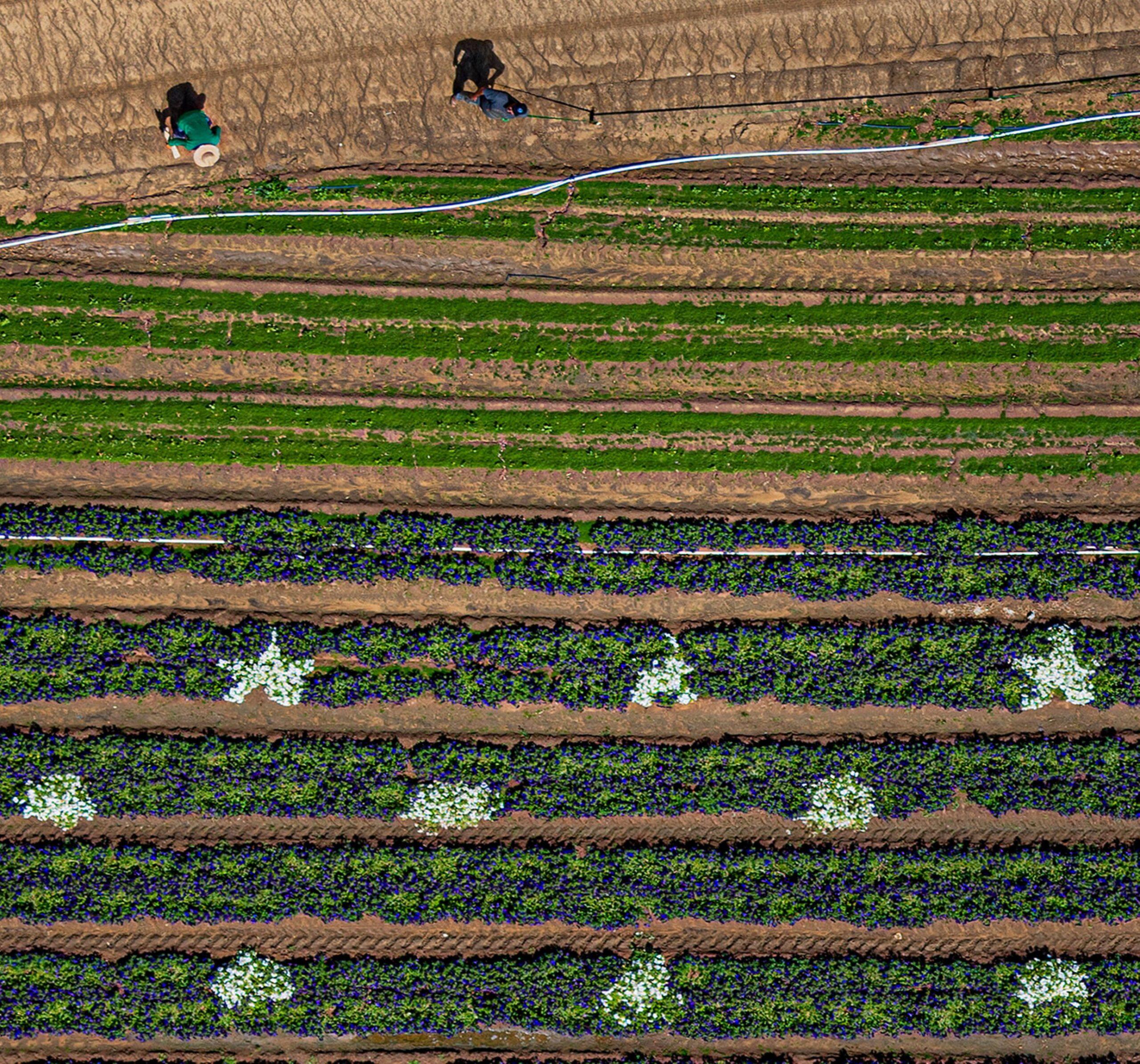 Aerial Views, California Plants 022 by Bernhard Lang - Aerial photography For Sale 6