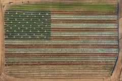 Aerial Views, California Plants 022 (large size) by Bernhard Lang