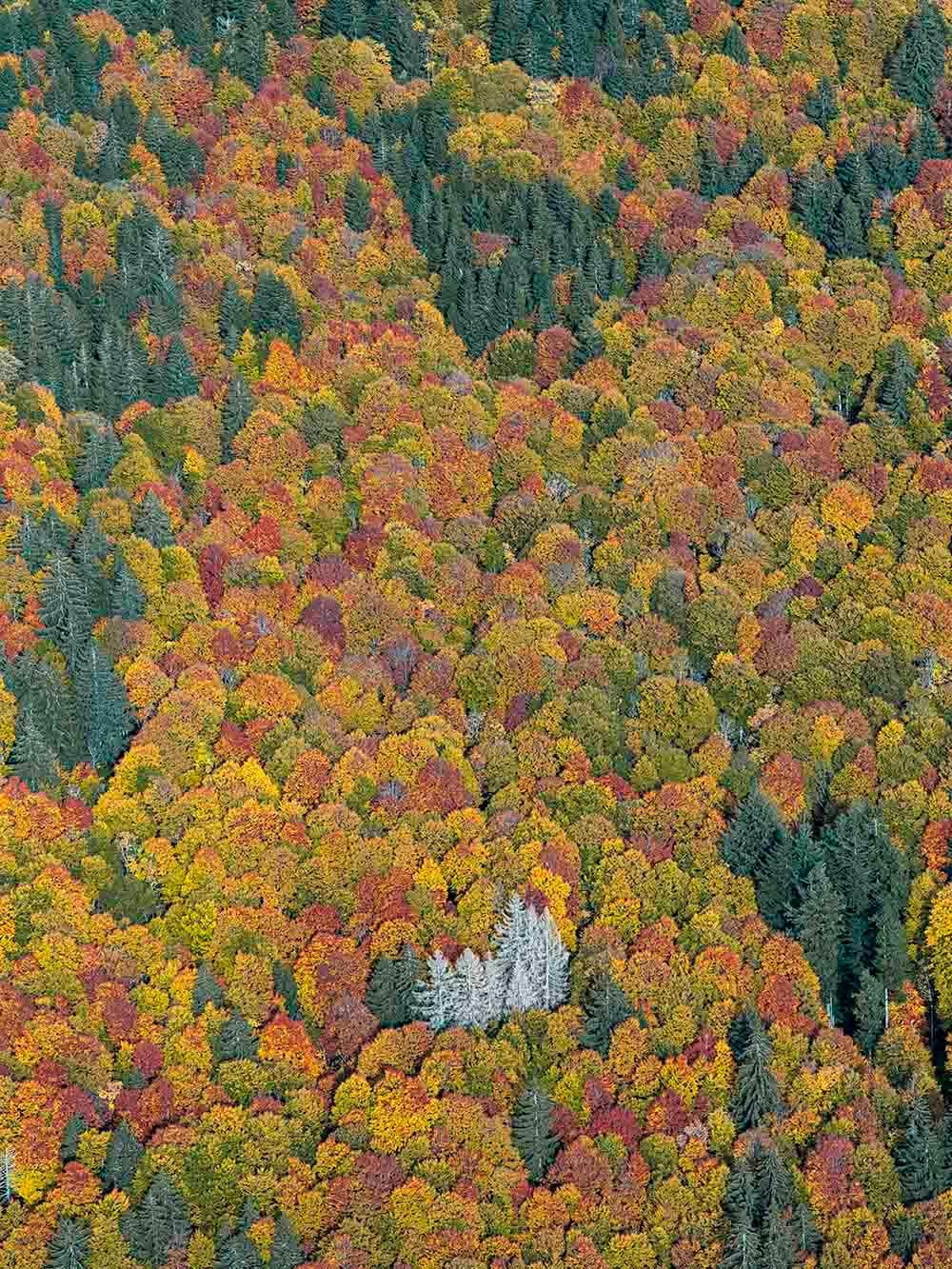 Bavarian Forest 002 by Bernhard Lang - Aerial abstract photography, autumn