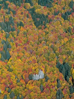 Bavarian Forest 002 by Bernhard Lang - Aerial abstract photography, autumn