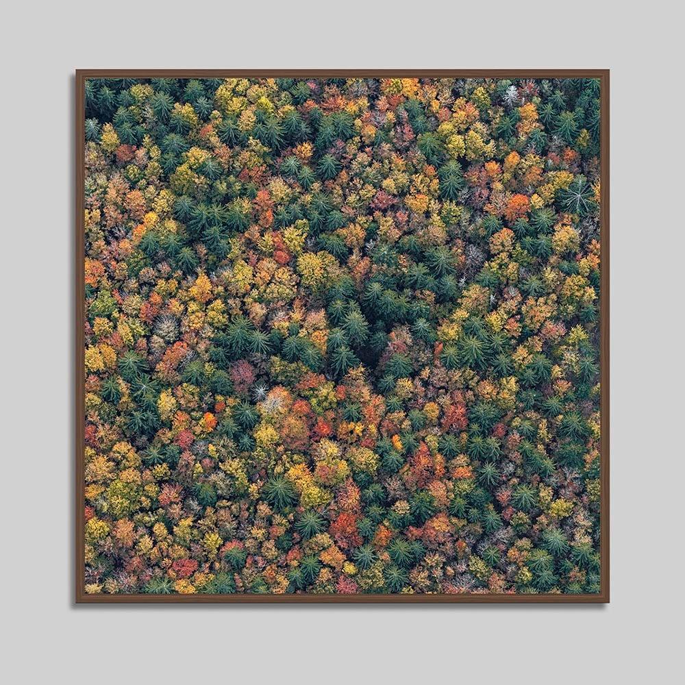 Bavarian Forest 013 by Bernhard Lang - Aerial abstract photography, autumn For Sale 2