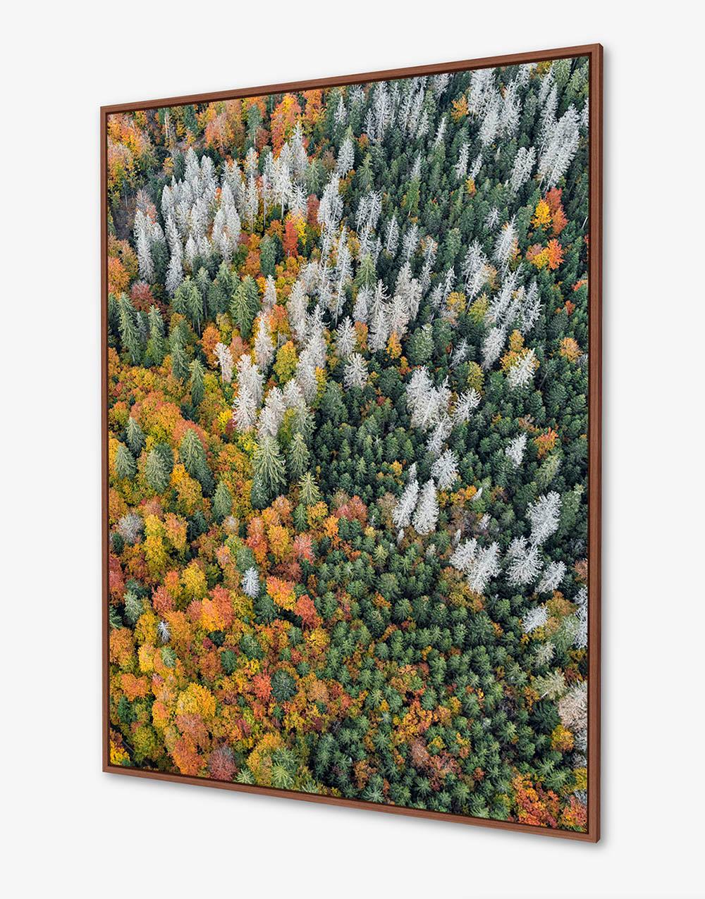 Bavarian Forest 020 von Bernhard Lang – Luftaufnahme abstrakter Luftaufnahme, Herbst im Angebot 2