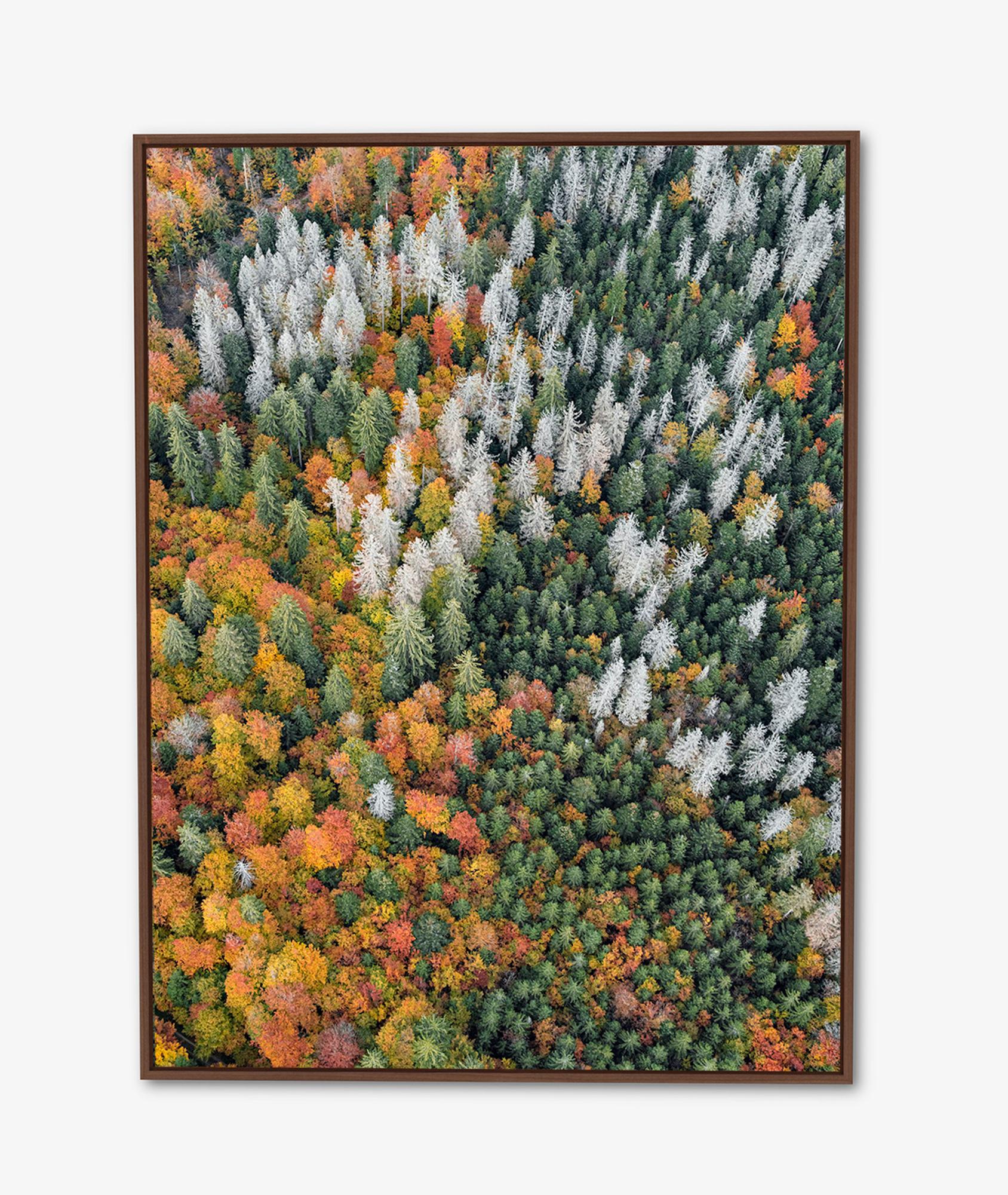 Bavarian Forest 020 von Bernhard Lang – Luftaufnahme abstrakter Luftaufnahme, Herbst im Angebot 3
