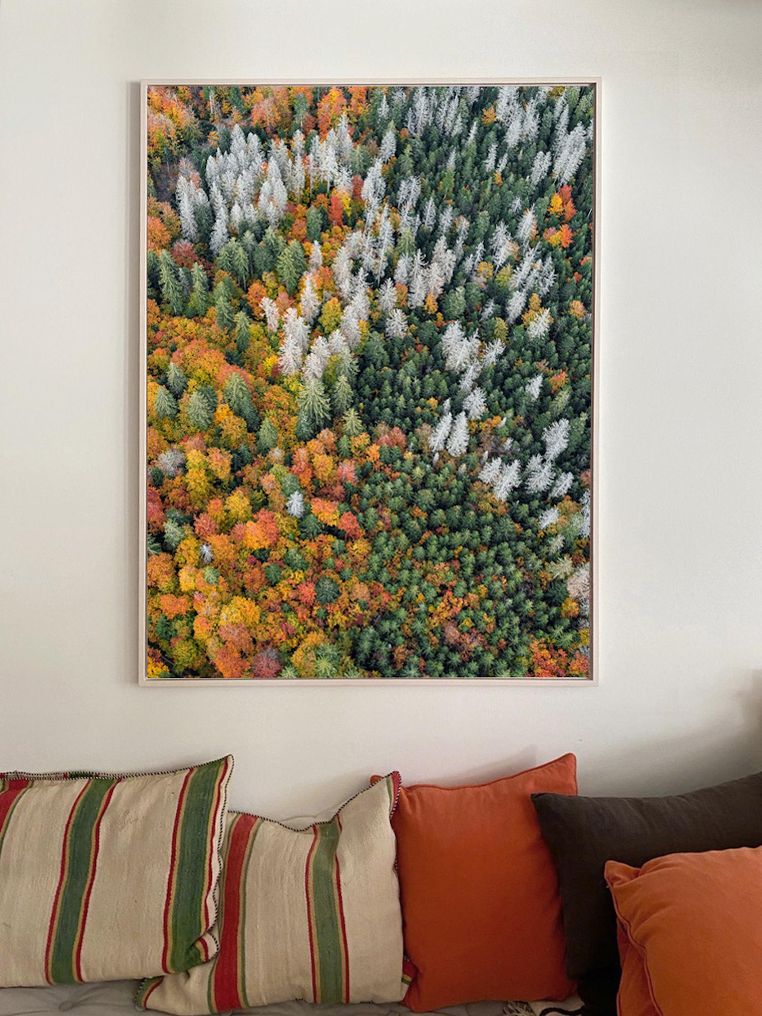 Bavarian Forest 020 von Bernhard Lang – Luftaufnahme abstrakter Luftaufnahme, Herbst im Angebot 4