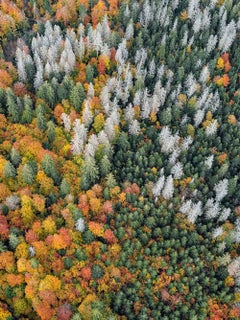 Bavarian Forest 020 by Bernhard Lang - Aerial abstract photography, autumn