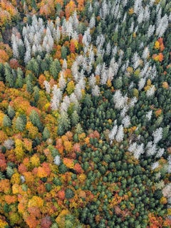 Bavarian Forest 020 by Bernhard Lang - Aerial photography