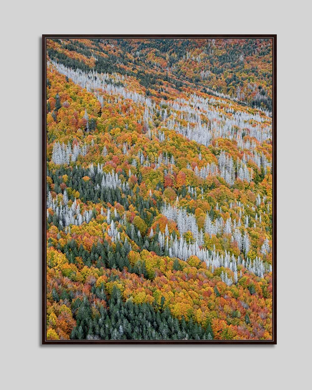 La forêt bavaroise 023 de Bernhard Lang - photographie abstraite aérienne, automne en vente 2