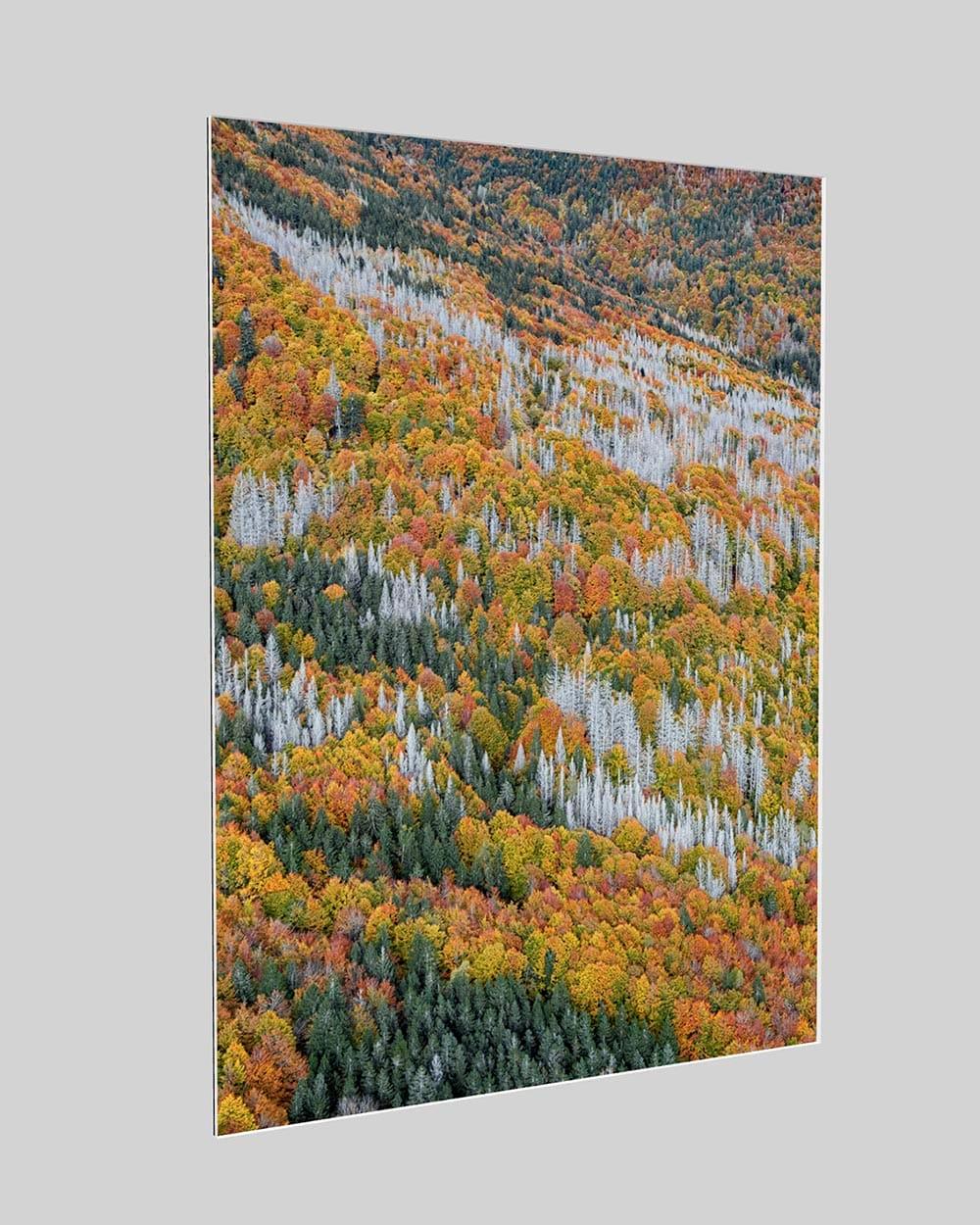 La forêt bavaroise 023 de Bernhard Lang - photographie abstraite aérienne, automne en vente 3