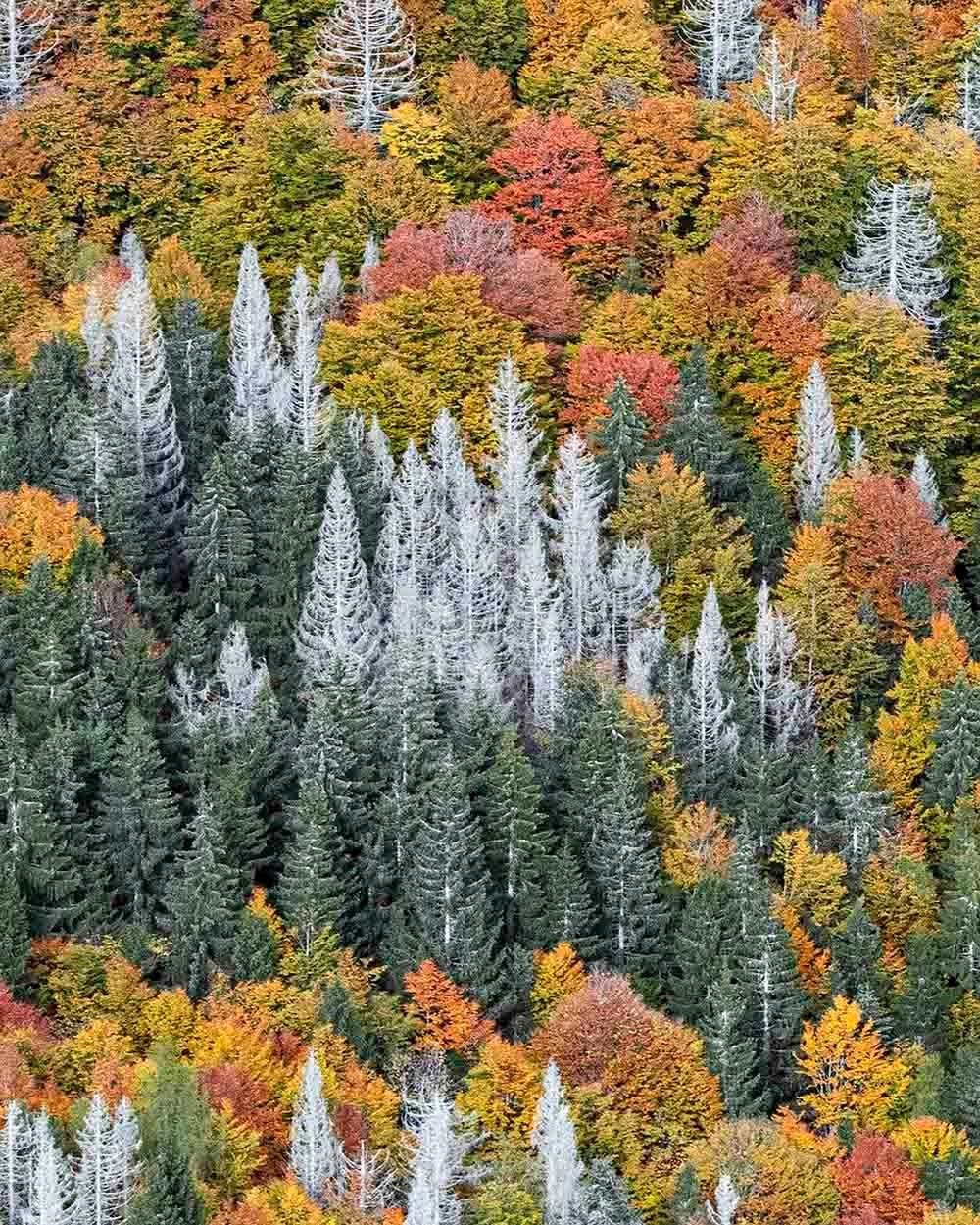 Bavarian Forest 023 von Bernhard Lang – Luftaufnahme abstrakter Luftaufnahme, Herbst im Angebot 4