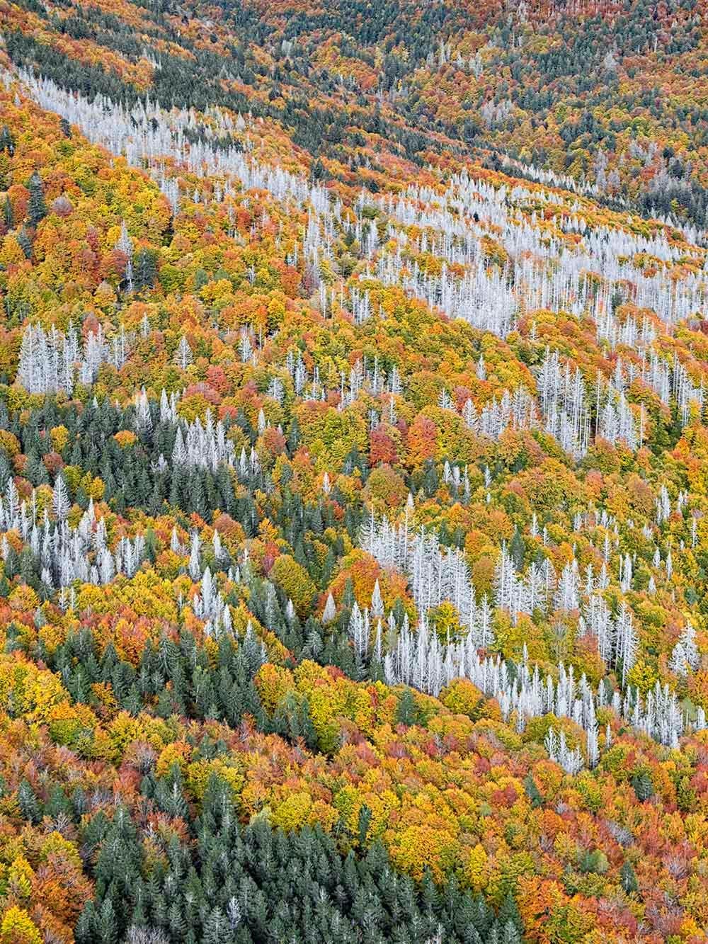 Bavarian Forest 023 by Bernhard Lang - Aerial abstract photography, autumn