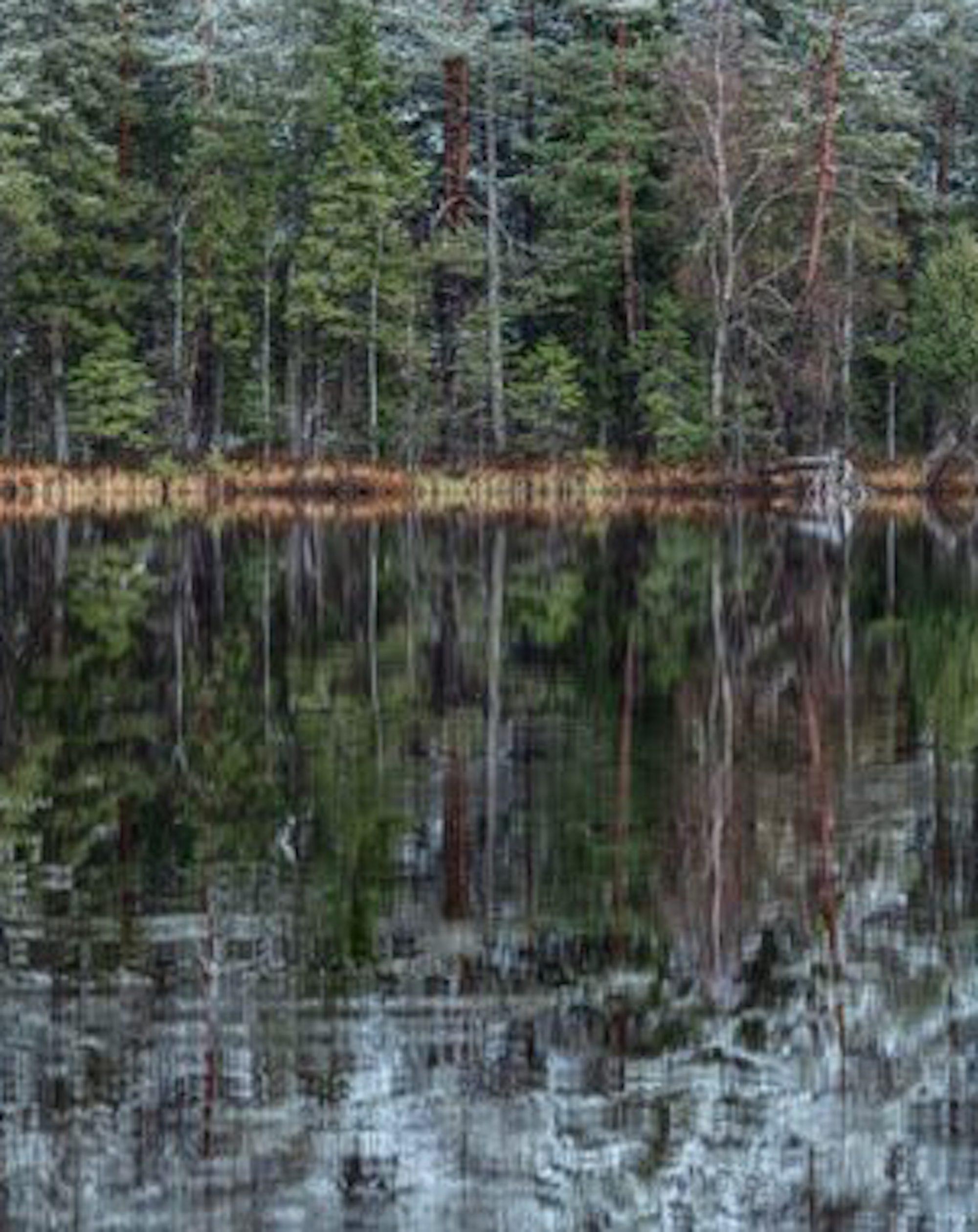 Deep Mirroring Forest 001 de Bernhard Lang - Fotografía de paisaje, árboles, verde en venta 5