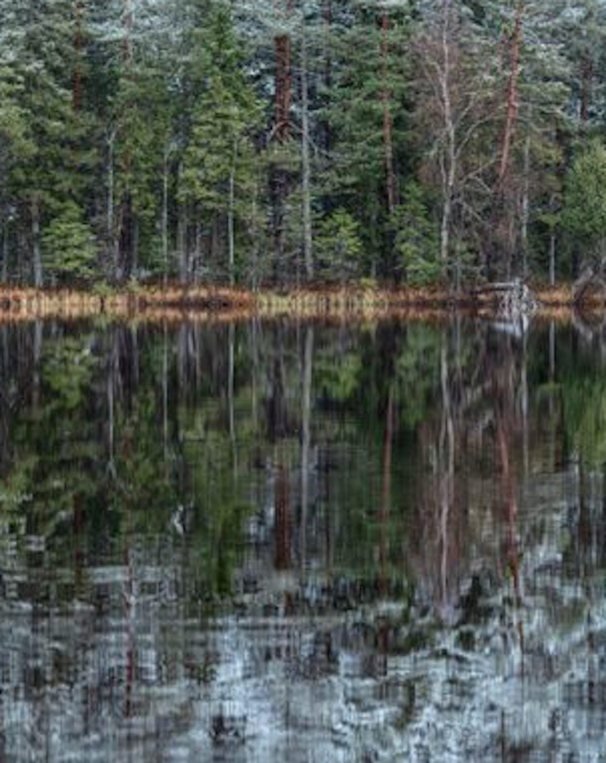 Deep Mirroring Forest 001 by Bernhard Lang - Landscape photography, trees, green For Sale 5