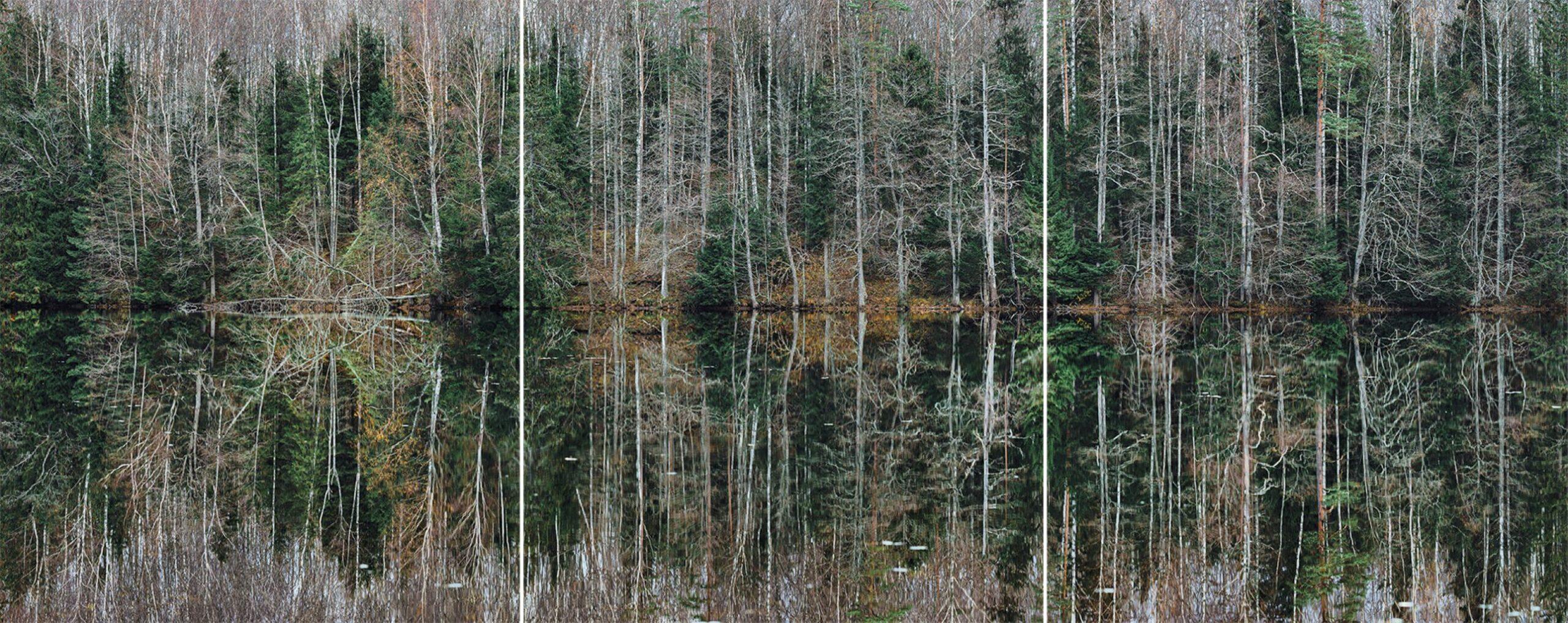 Deep Mirroring Forest 005 by Bernhard Lang - Landscape photography, trees, green For Sale 1