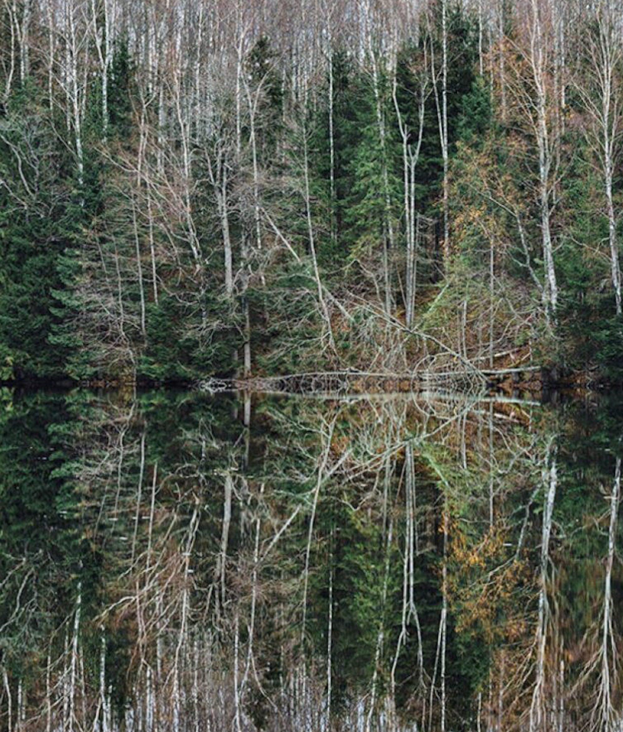 Deep Mirroring Forest 005 by Bernhard Lang - Landscape photography, trees, green For Sale 4