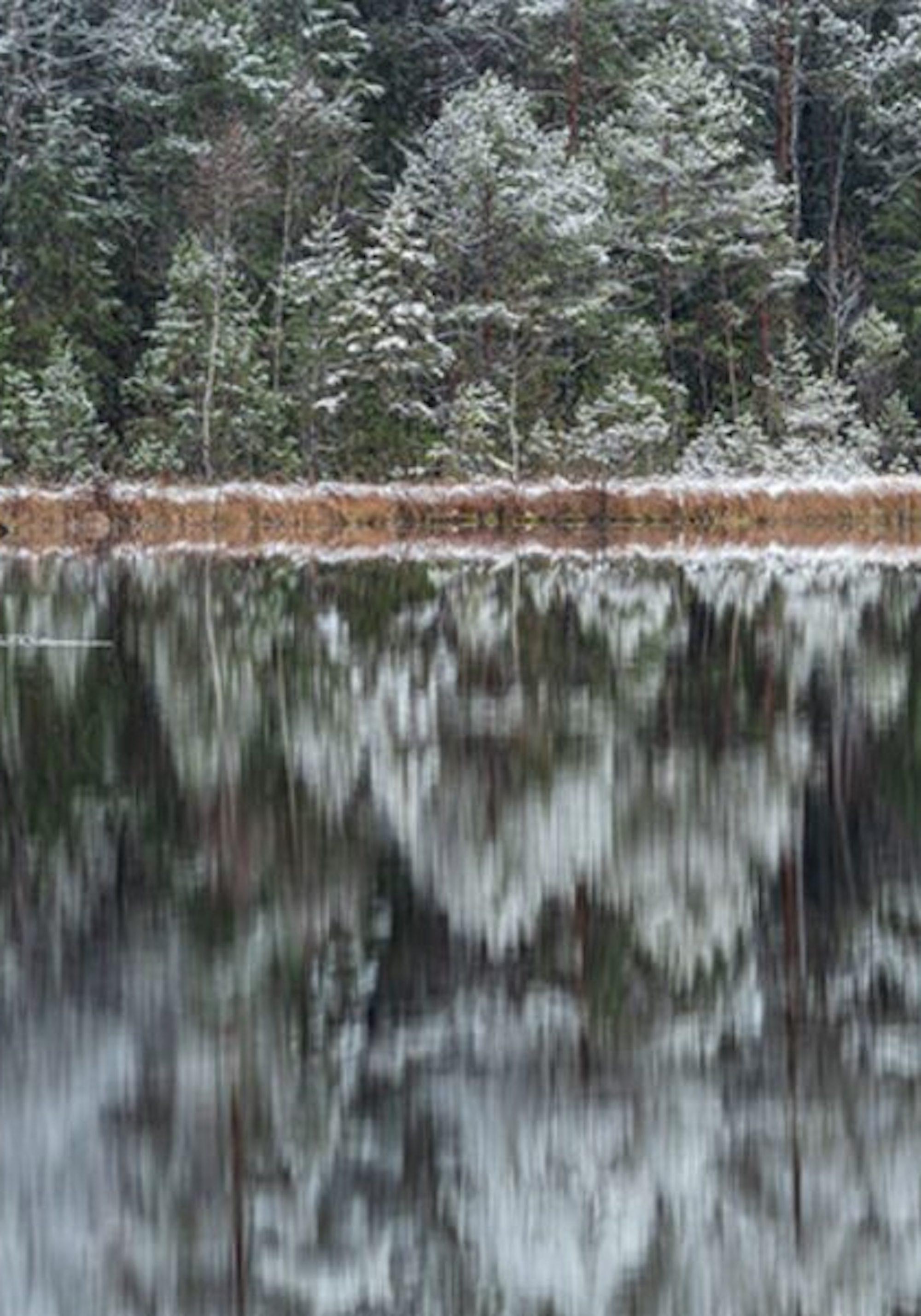 Deep Mirroring Forest 007 by Bernhard Lang - Landscape photography, trees, snowy For Sale 4