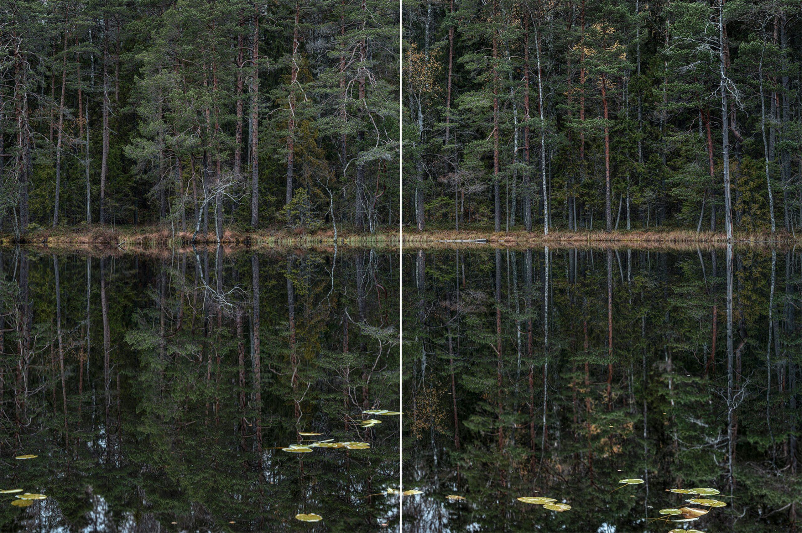 Tief verspiegelter Wald 011 von Bernhard Lang – Landschaftsfotografie, Bäume, Grün im Angebot 1