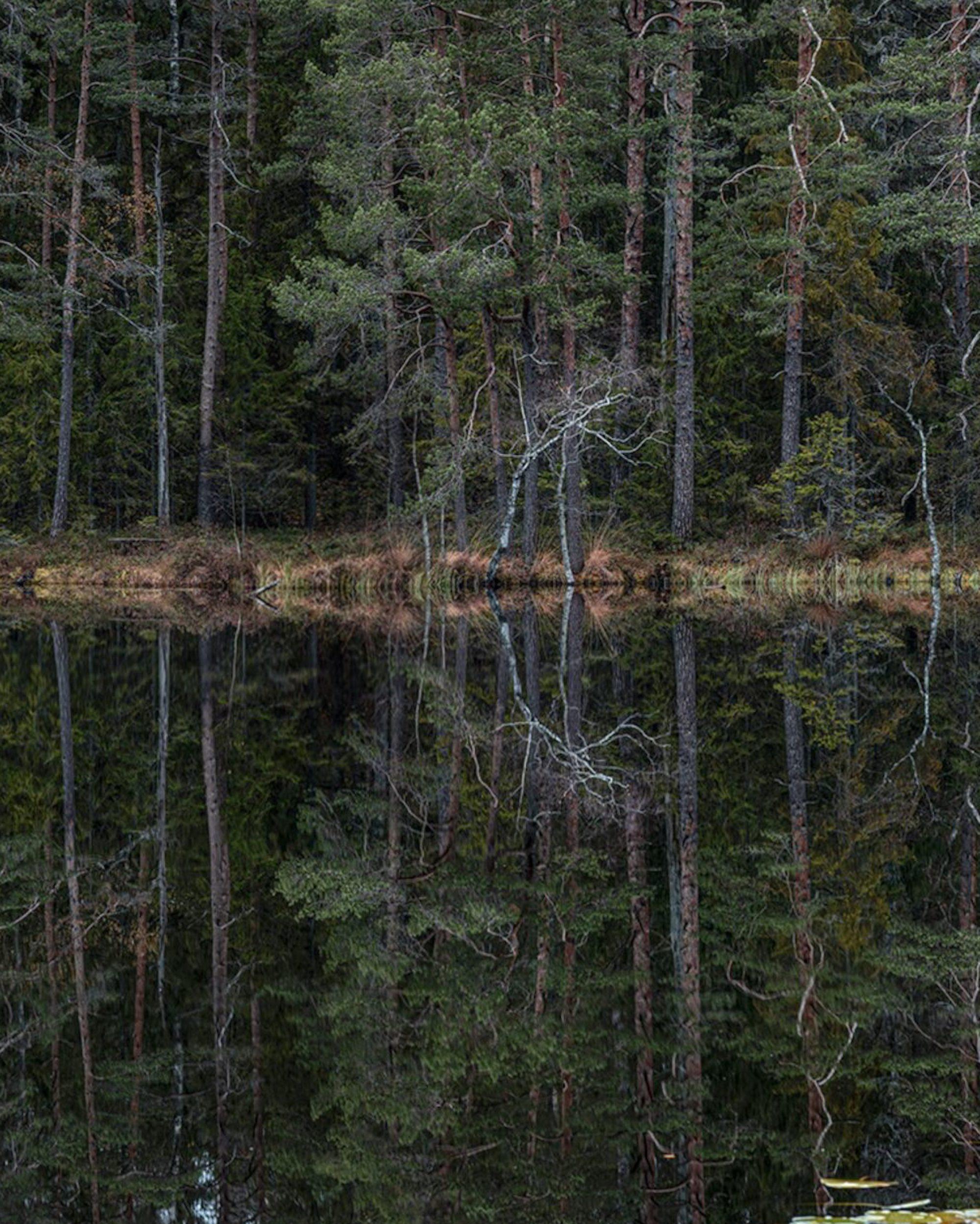 Deep Mirroring Forest 011 by Bernhard Lang - Landscape photography, trees, green For Sale 4