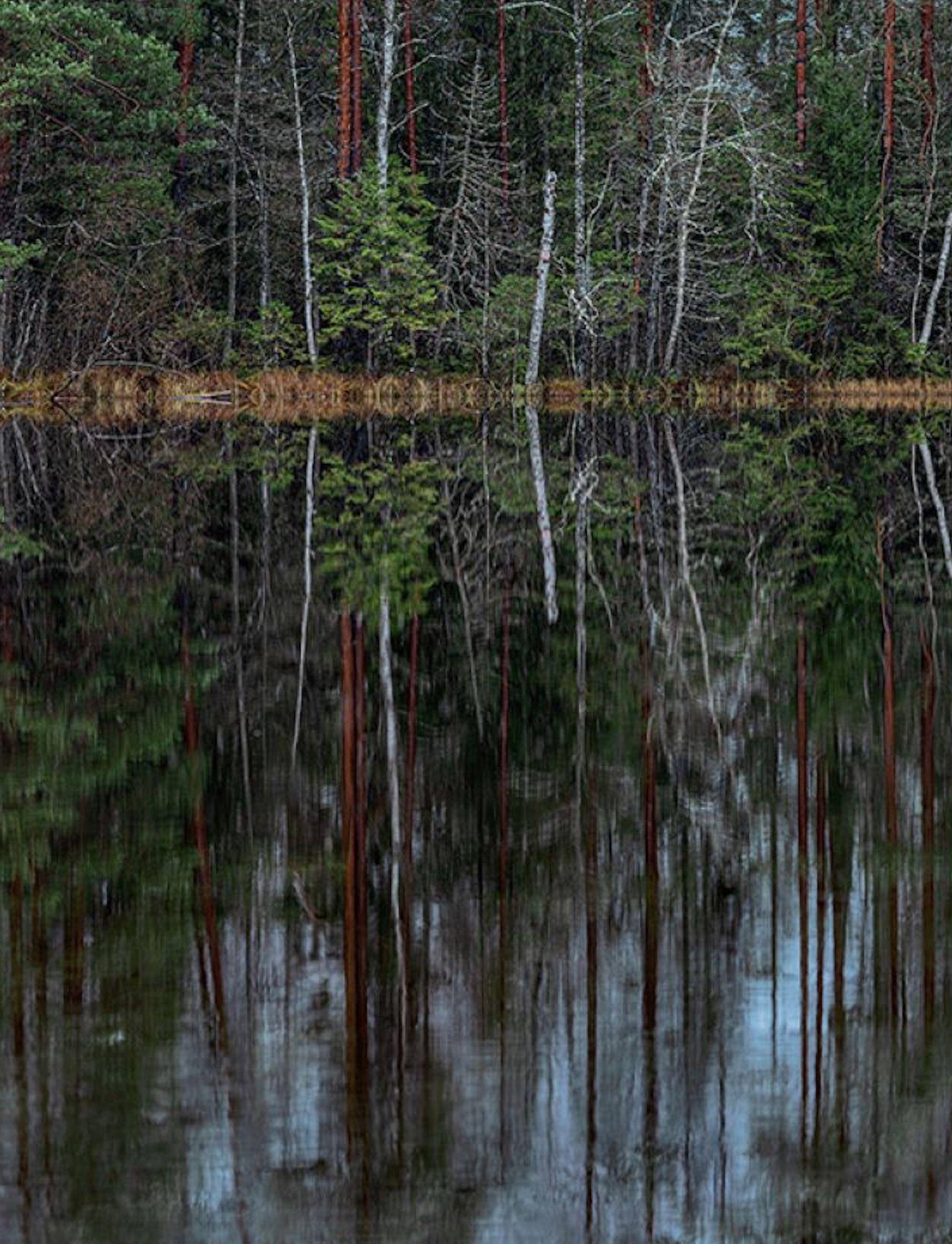 Deep Mirroring Forest 013 by Bernhard Lang - Landscape photography, trees, green For Sale 4