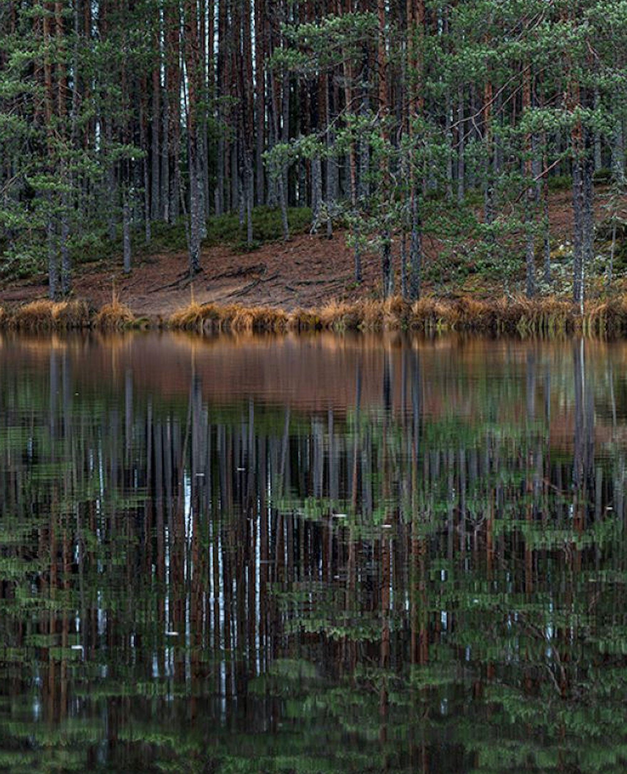 Deep Mirroring Forest 015 by Bernhard Lang - Landscape photography, framed, tree For Sale 4