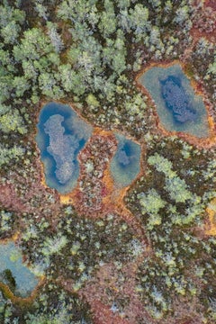 The Bog 001 par Bernhard Lang - Photographie en gros plan, flore, tons verts, marécages