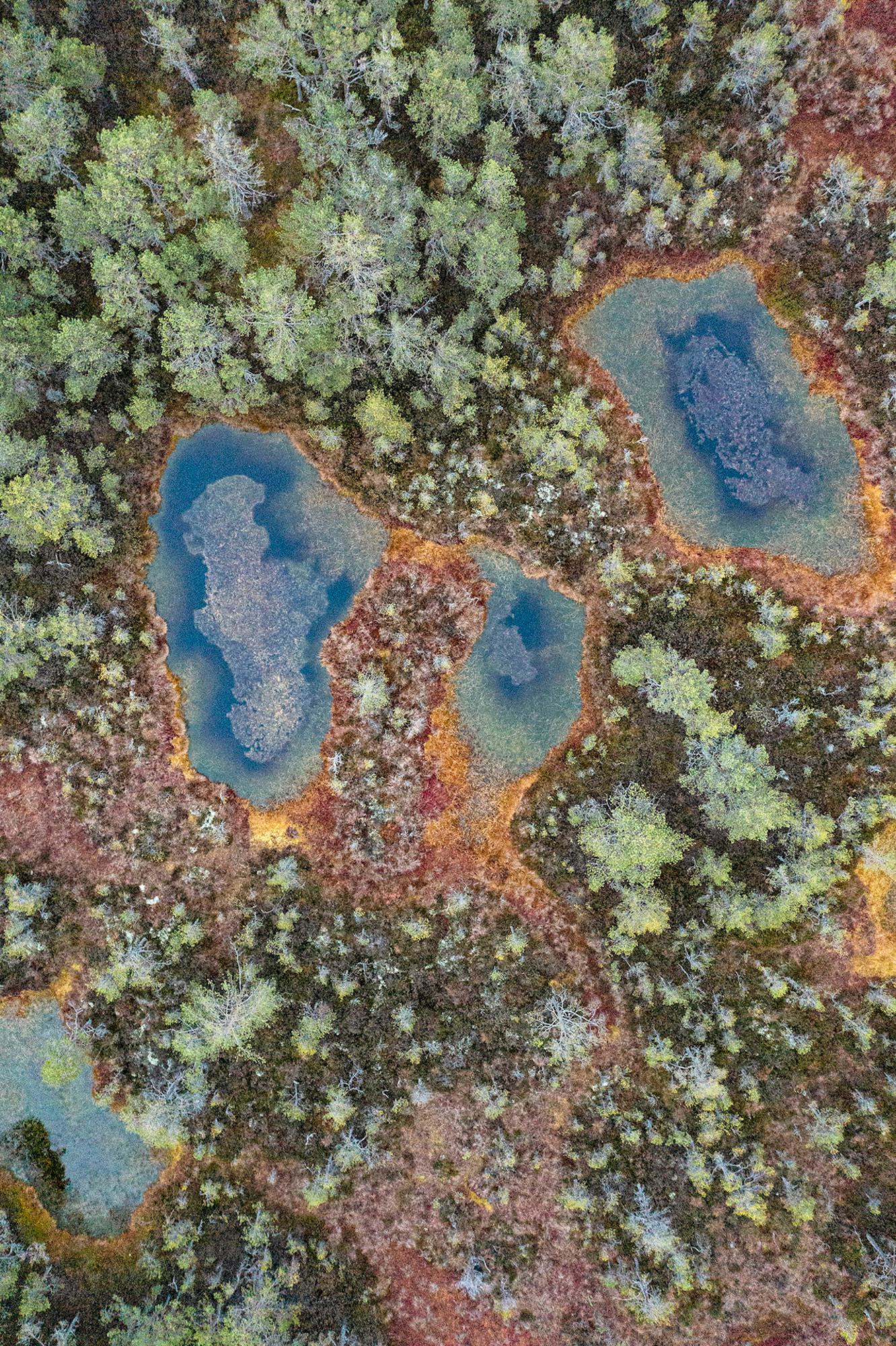 The Bog 001 par Bernhard Lang - Photographie en gros plan, flore, tons verts, marécages