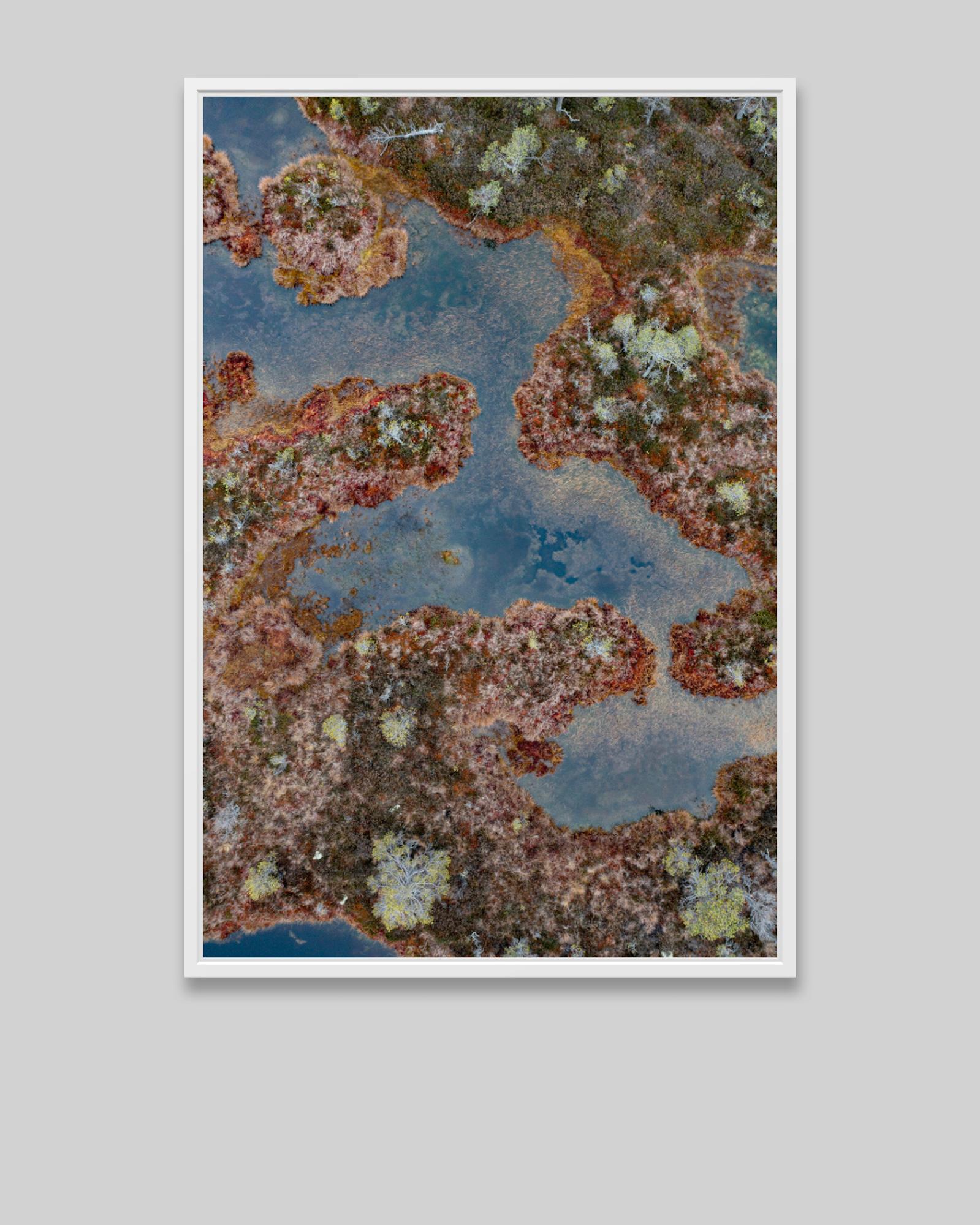 The Bog 002 von Bernhard Lang – Nahaufnahmen, Flora, Grüntöne, Sümpfe im Angebot 1