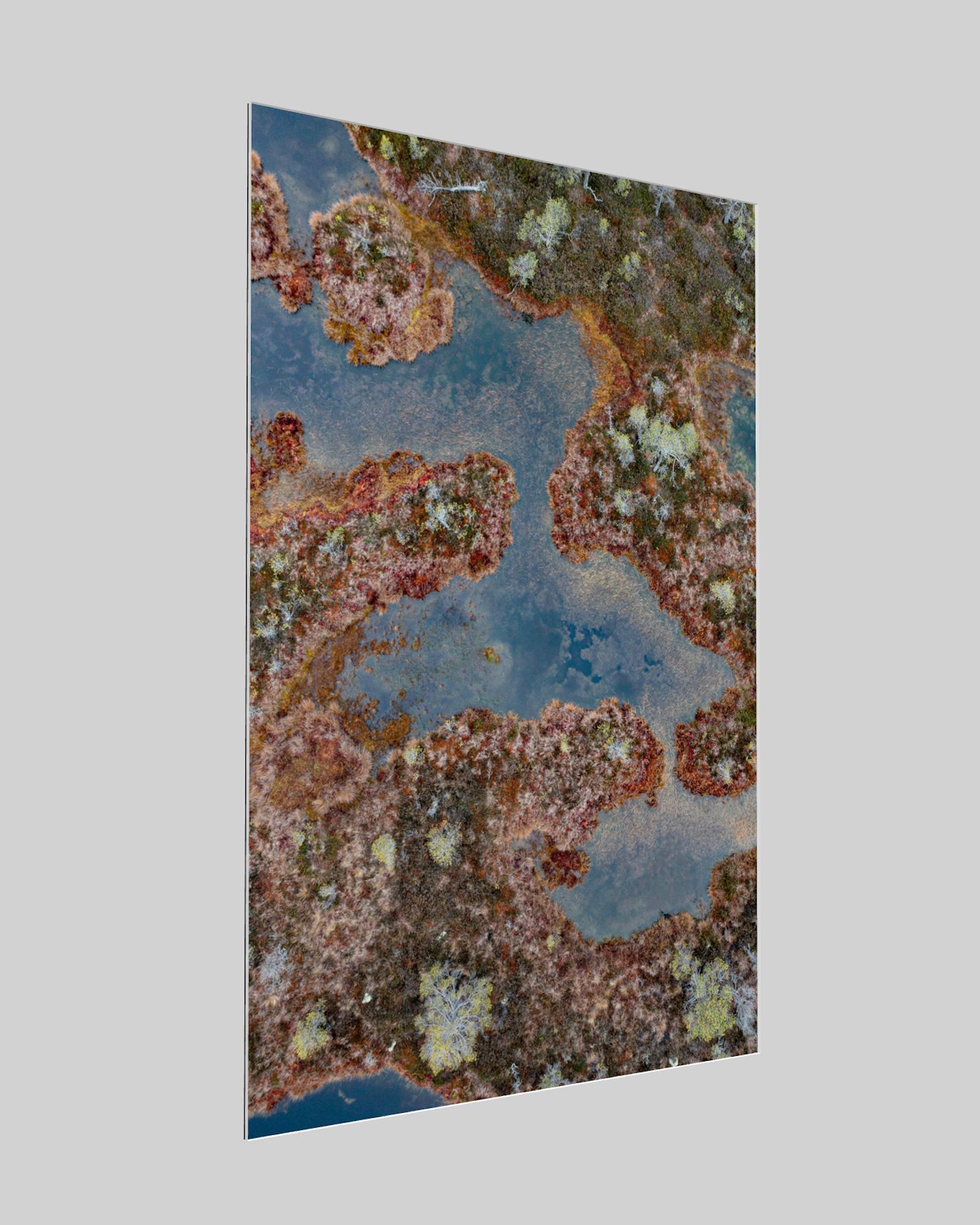 The Bog 002 von Bernhard Lang – Nahaufnahmen, Flora, Grüntöne, Sümpfe im Angebot 3