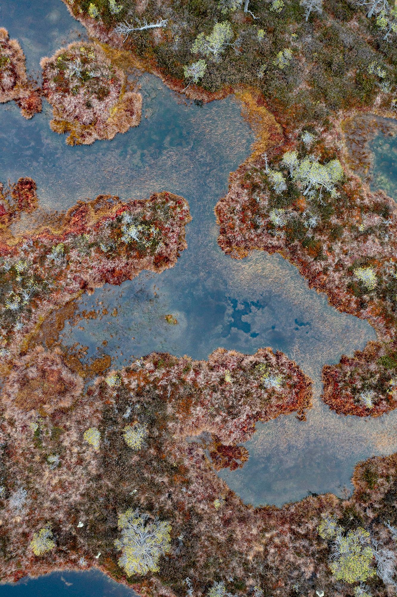 The Bog 002 par Bernhard Lang - Photographie en gros plan, flore, tons verts, marécages