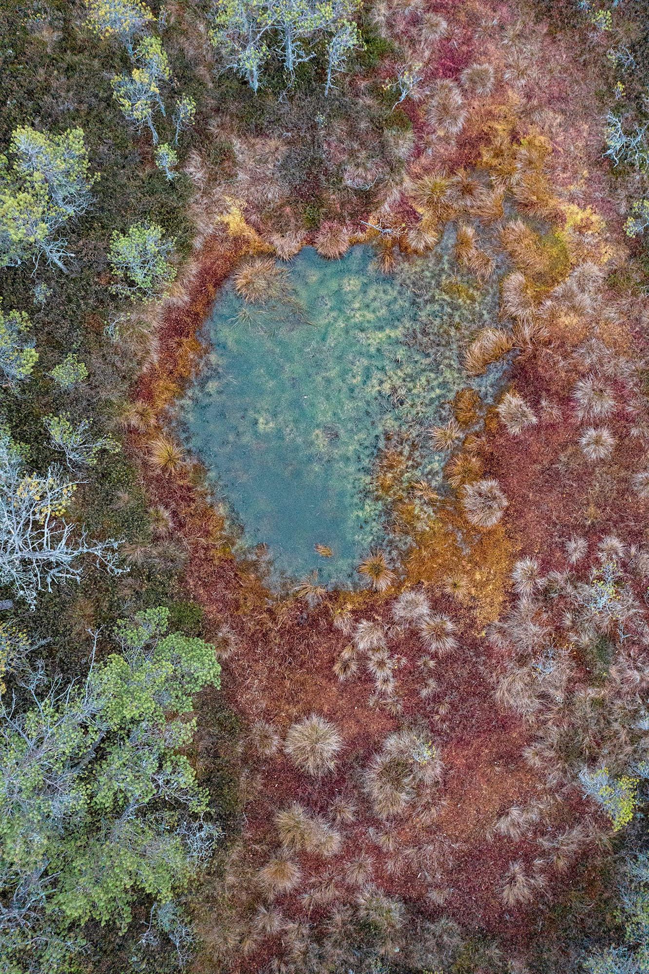 The Bog 003 par Bernhard Lang - Photographie en gros plan, flore, tons verts, marécages