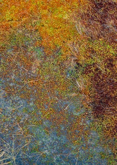 The Bog Plants 002 von Bernhard Lang – Nahaufnahmen, orangefarbene Töne, Flora