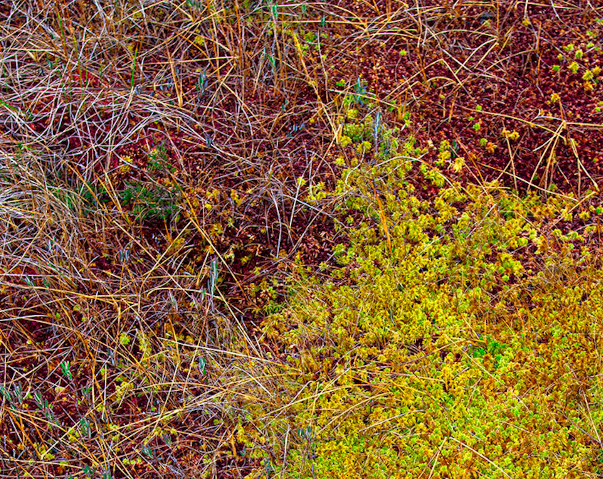 The Bog Plants 003 by Bernhard Lang - Close-up Fotografie, Vivid Töne, Flora im Angebot 2