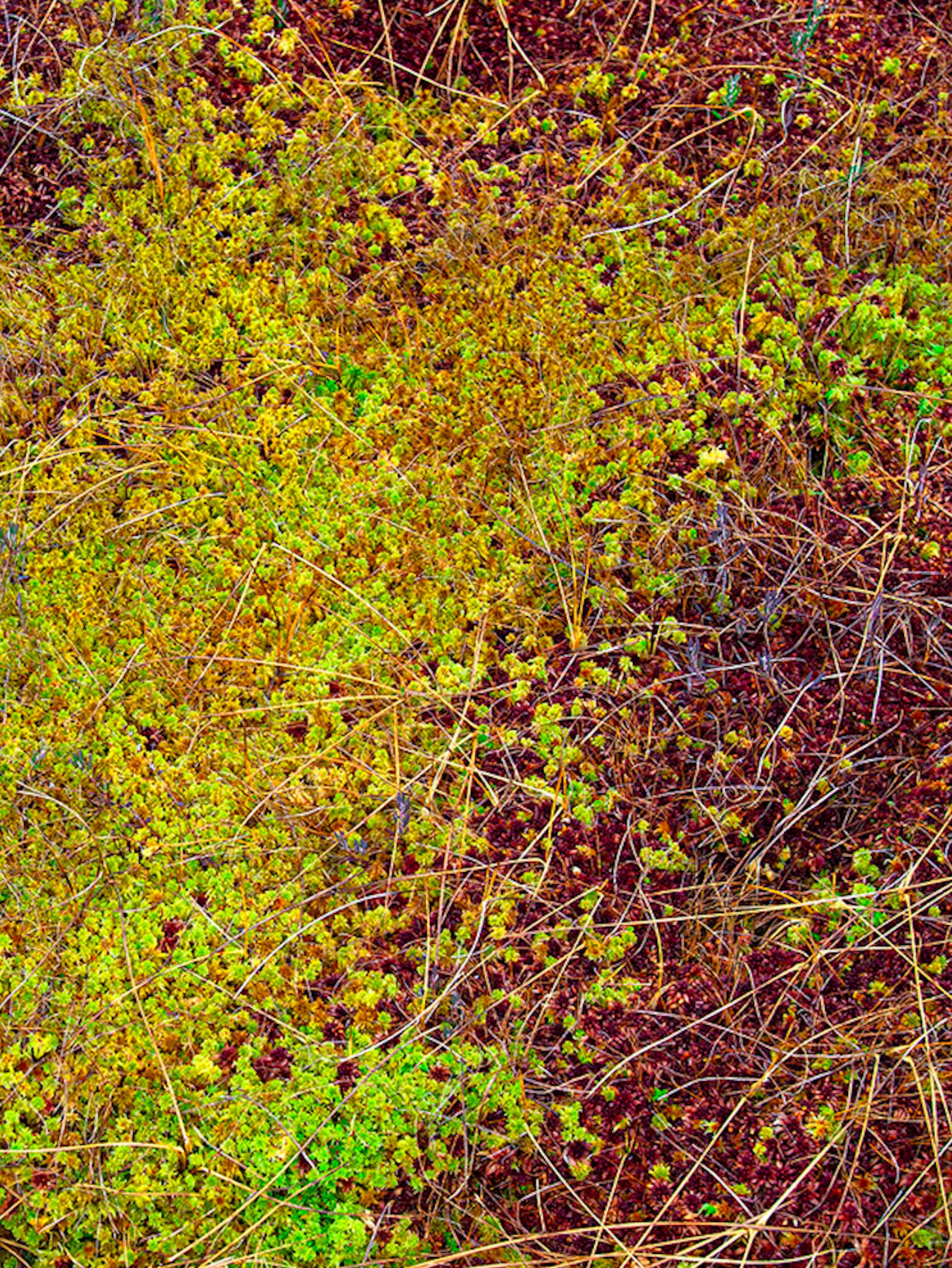 The Bog Plants 003 by Bernhard Lang - Close-up Fotografie, Vivid Töne, Flora im Angebot 3