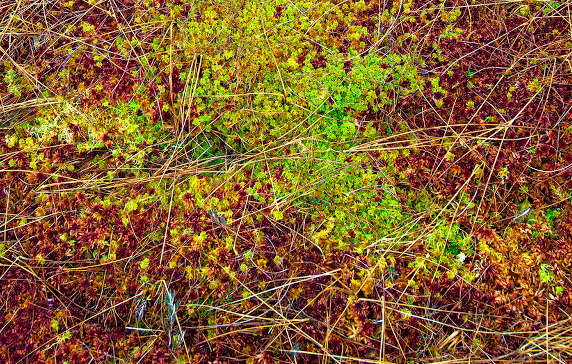 The Bog Plants 003 by Bernhard Lang - Close-up photography, vivid tones, flora For Sale 4