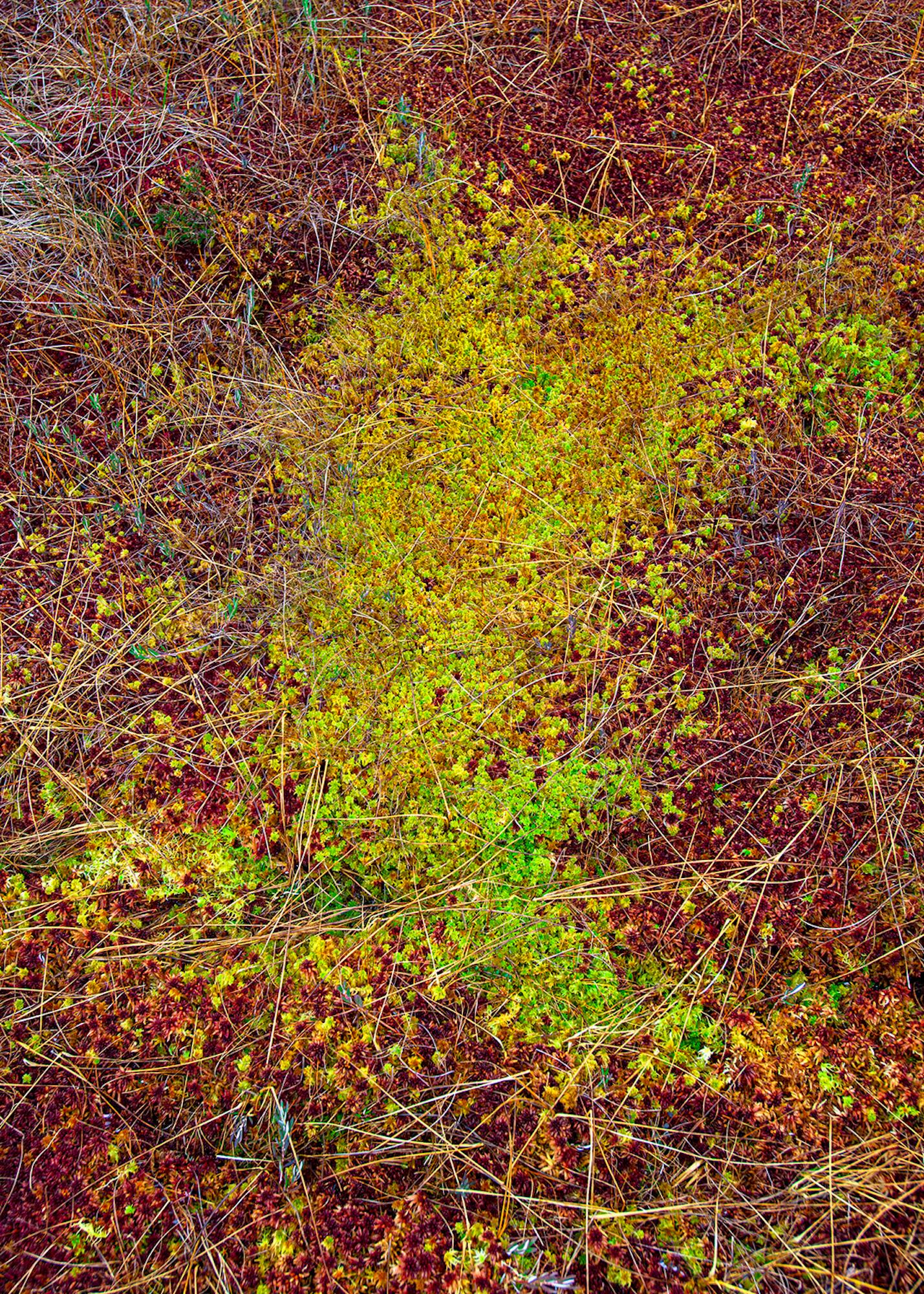 The Bog Plants 003 by Bernhard Lang - Close-up photography, vivid tones, flora