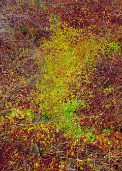 The Bog Plants 003 by Bernhard Lang - Close-up photography, vivid tones, flora