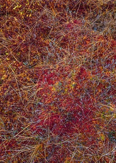 The Bog Plants 005 par Bernhard Lang - Photographie en gros plan, tons rouges, flore