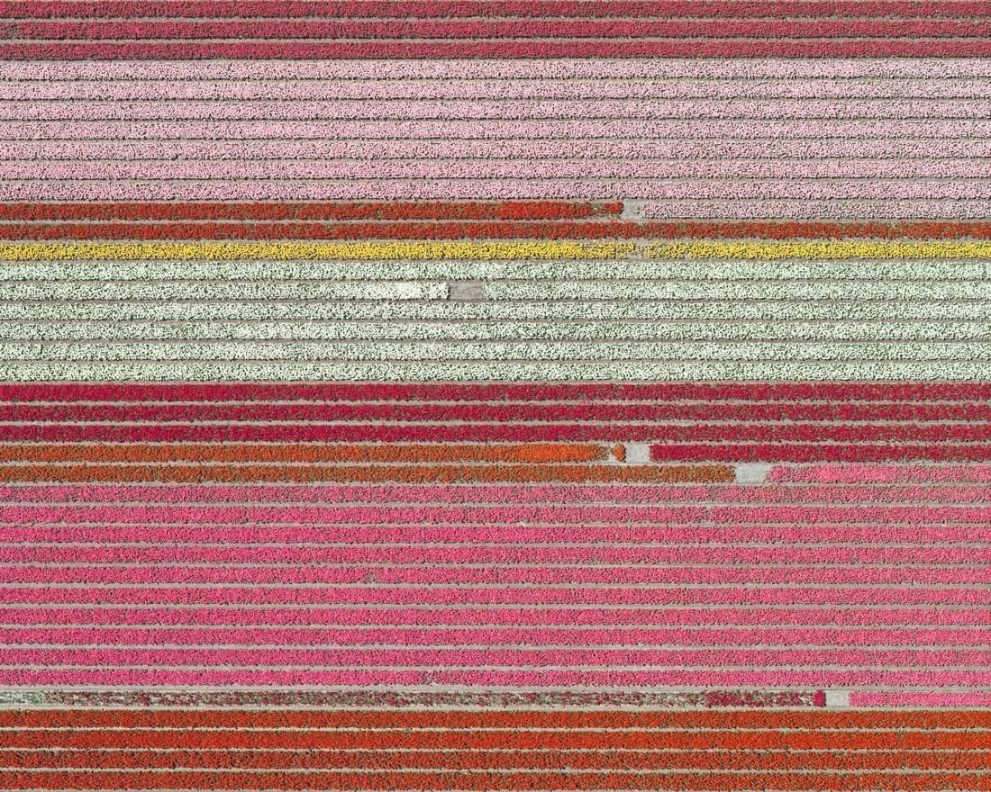 Aerial Views, Tulip Fields 05 is a limited-edition photograph by German contemporary artist Bernhard Lang. 
Available dimensions and editions:
- 60 x 75 cm: edition of 10
- 96 x 120 cm: edition of 7
- 119 x 150 cm: edition of 5
The price indicated