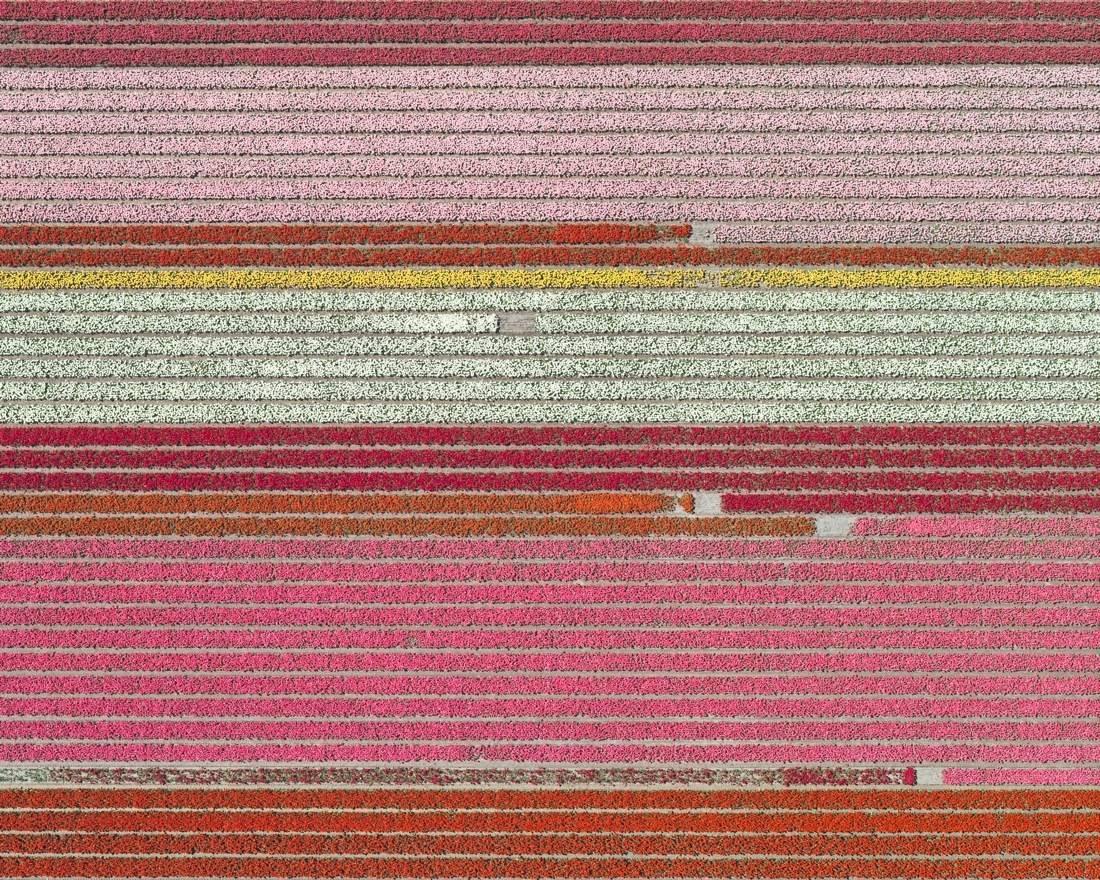 Aerial Views, Tulip Fields 05 est une photographie en édition limitée de l
artiste contemporain allemand Bernhard Lang. 
Dimensions et éditions disponibles :
- 60 x 75 cm : édition de 10 exemplaires
- 96 x 120 cm :  édition de 7 exemplaires
- 119 x