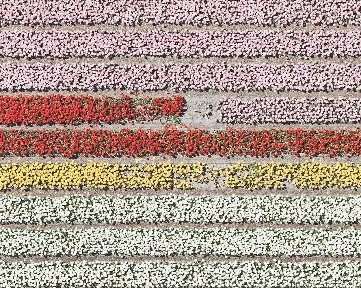 Tulip Fields 05 (Netherlands) by Bernhard Lang - Aerial abstract photography 3