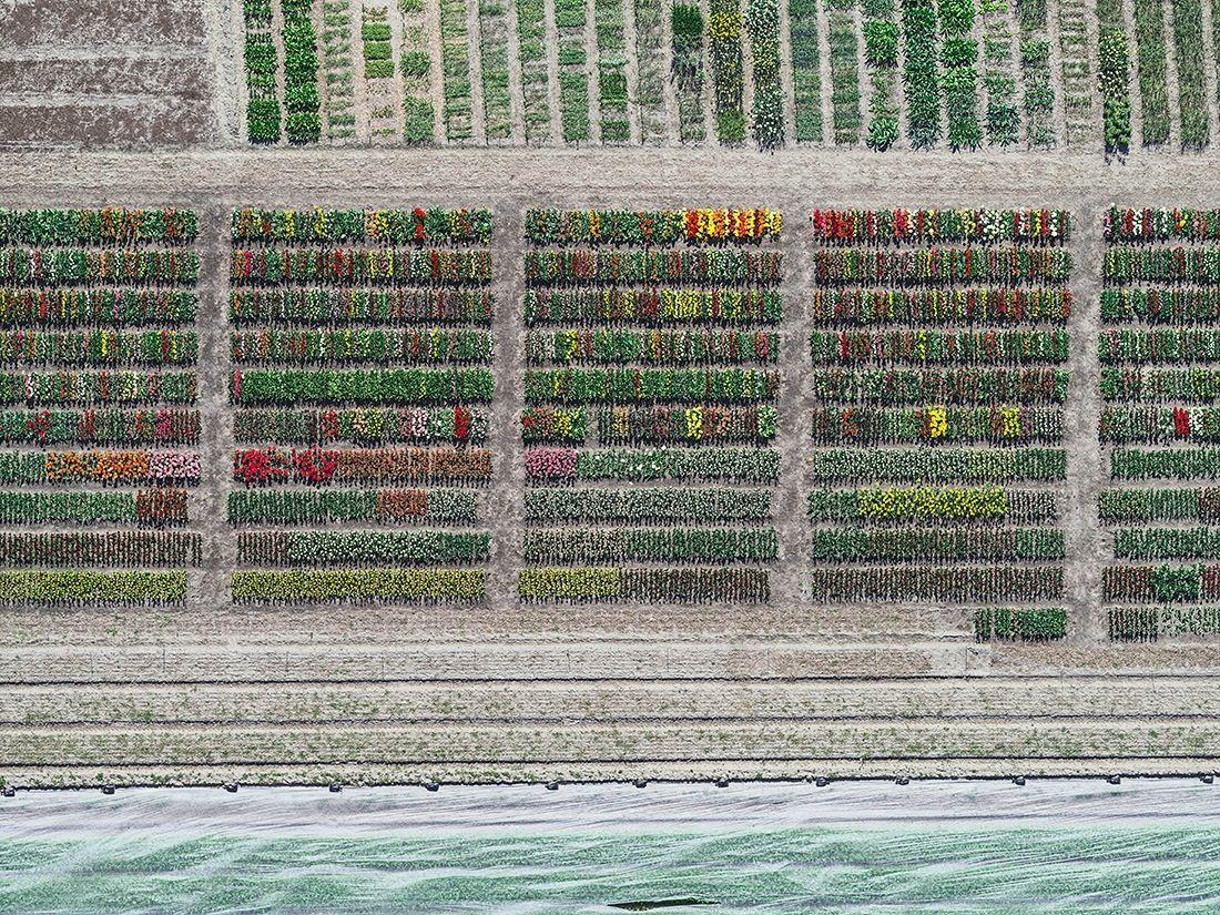 Tulip Fields 08 von Bernhard Lang – abstrakte Luftaufnahmen, Blumen im Angebot 3